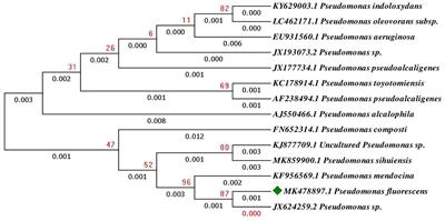 Multifarious microbial biostimulants promote growth in Arachis hypogaea L.